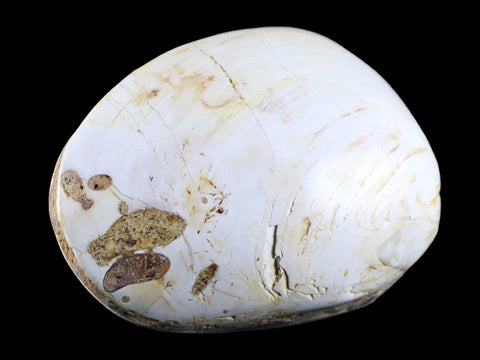 3.2" Clam Fossil Polished Jurassic Madagascar Bivalve Mollusk 150 Million Years Old - Fossil Age Minerals