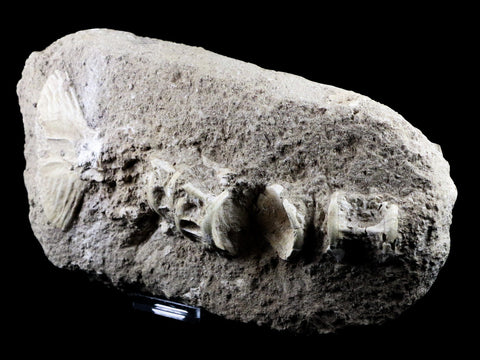 Saber Toothed Herring Fish Fossil Vertebra Matrix In Enchodus Libycus Cretaceous COA 9.2 Inches Long - Fossil Age Minerals