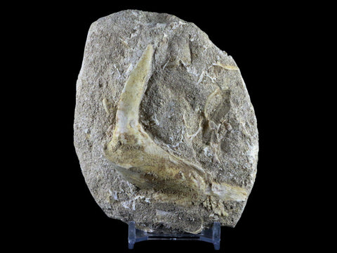 XL 2.8" Saber Toothed Herring Fossil Fang Tooth Enchodus Libycus Cretaceous Age - Fossil Age Minerals