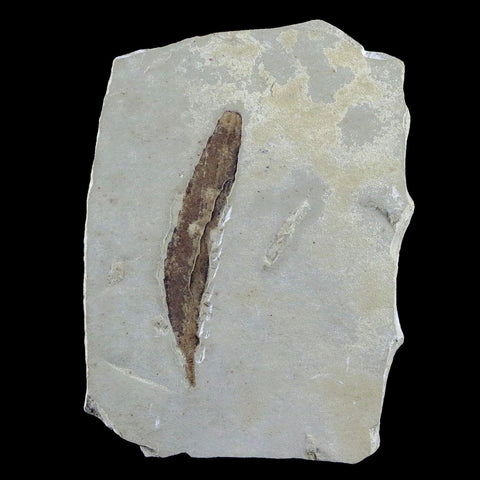 1.5" Detailed Cedrelospermum Nervosum Fossil Plant Leaf Eocene Age Green River UT - Fossil Age Minerals