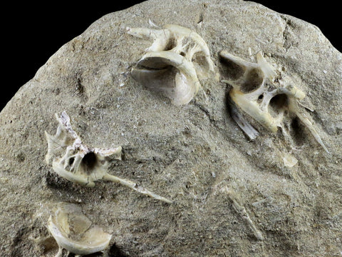 Saber Toothed Herring Fish Fossil Vertebra Matrix In Enchodus Libycus Cretaceous COA 10 Inches Long - Fossil Age Minerals