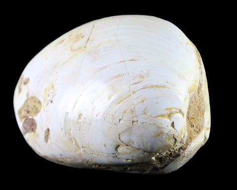 3.2" Clam Fossil Polished Jurassic Madagascar Bivalve Mollusk 150 Million Years Old - Fossil Age Minerals