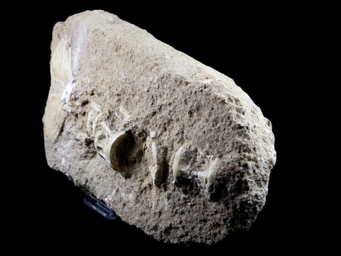 Saber Toothed Herring Fish Fossil Vertebra Matrix In Enchodus Libycus Cretaceous COA 9.2 Inches Long - Fossil Age Minerals