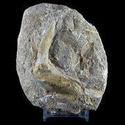 2.8" XL Saber Toothed Herring Fossil Fang Tooth Enchodus Libycus Cretaceous Age