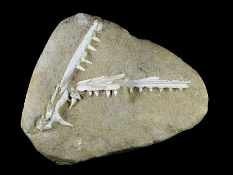 XL Saber Toothed Herring Fish Fossil Jaw Matrix In Enchodus Libycus Cretaceous COA 8.2 Inches Long - Fossil Age Minerals