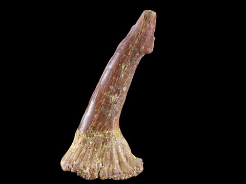2.3" Sawfish Fossil Tooth Barb Onchopristis Numidus Cretaceous Dinosaur Era COA - Fossil Age Minerals