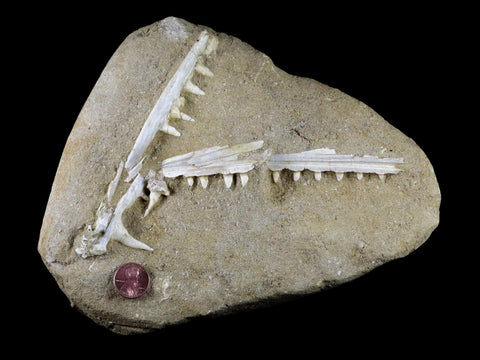XL Saber Toothed Herring Fish Fossil Jaw Matrix In Enchodus Libycus Cretaceous COA 8.2 Inches Long - Fossil Age Minerals