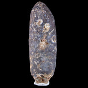 1.9" Fossil Pine Cone Equicalastrobus Replaced By Agate Eocene Seeds Fruit