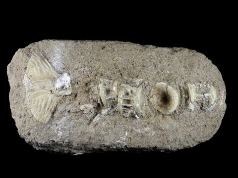 Saber Toothed Herring Fish Fossil Vertebra Matrix In Enchodus Libycus Cretaceous COA 9.2 Inches Long - Fossil Age Minerals