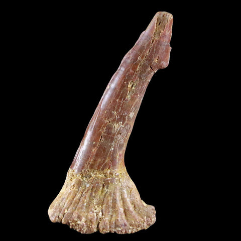 2.3" Sawfish Fossil Tooth Barb Onchopristis Numidus Cretaceous Dinosaur Era COA - Fossil Age Minerals