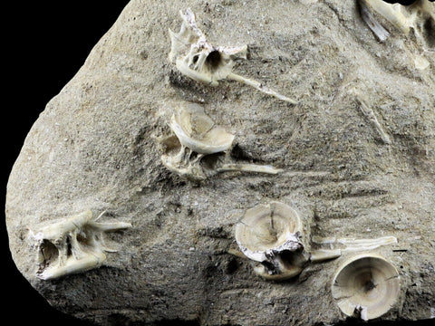 Saber Toothed Herring Fish Fossil Vertebra Matrix In Enchodus Libycus Cretaceous COA 10 Inches Long - Fossil Age Minerals