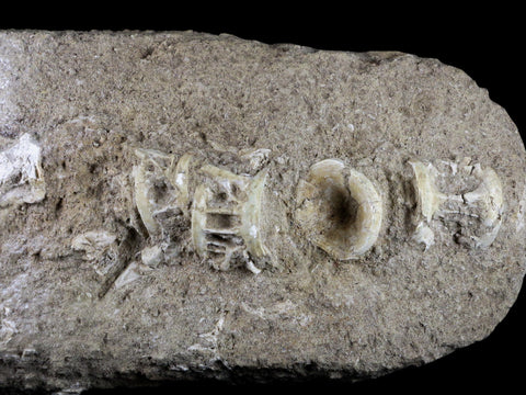 Saber Toothed Herring Fish Fossil Vertebra Matrix In Enchodus Libycus Cretaceous COA 9.2 Inches Long - Fossil Age Minerals