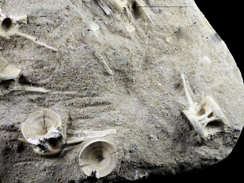 Saber Toothed Herring Fish Fossil Vertebra Matrix In Enchodus Libycus Cretaceous COA 10 Inches Long - Fossil Age Minerals