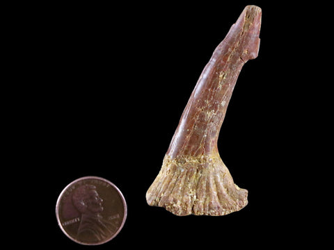 2.3" Sawfish Fossil Tooth Barb Onchopristis Numidus Cretaceous Dinosaur Era COA - Fossil Age Minerals