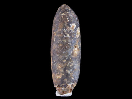 1.9" Fossil Pine Cone Equicalastrobus Replaced By Agate Eocene Seeds Fruit