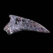 0.3" Dimetrodon Claw Fossil Permian Age Reptile Waurika Oklahoma COA, Display