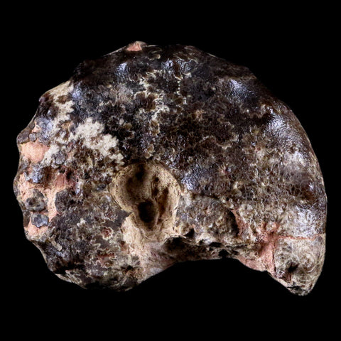 3.5" Mammites Nodosoides Ammonite Fossil Shell Upper Cretaceous Age Morocco - Fossil Age Minerals