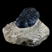 2" Reedops Cephalotes Trilobite Fossil Morocco Devonian Age 400 Mil Yrs Old COA