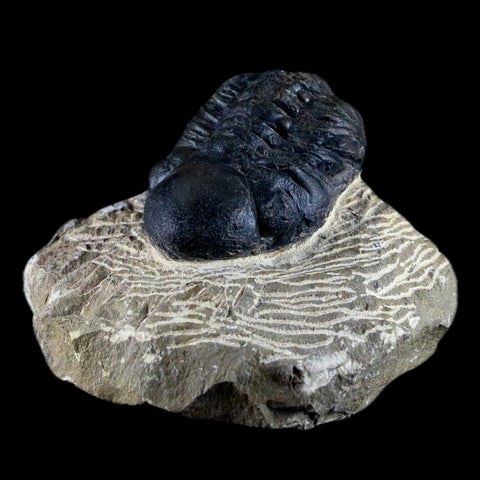 2" Reedops Cephalotes Trilobite Fossil Morocco Devonian Age 400 Mil Yrs Old COA - Fossil Age Minerals