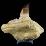 XL 4.6" Mosasaur Prognathodon Fossil Tooth Jaw Cretaceous Dinosaur Era COA Stand