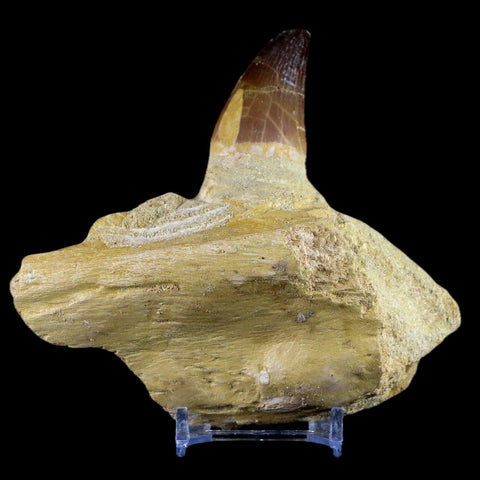 XL 4.6" Mosasaur Prognathodon Fossil Tooth Jaw Cretaceous Dinosaur Era COA Stand - Fossil Age Minerals