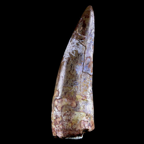 XL 2" Phytosaur Fossil Tooth Triassic Age Archosaur Redonda FM NM COA & Display - Fossil Age Minerals