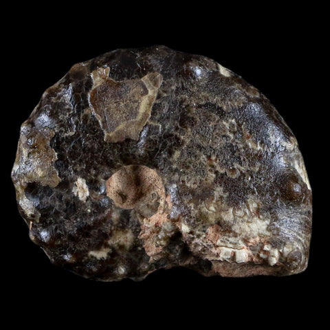 2.8" Mammites Nodosoides Ammonite Fossil Shell Upper Cretaceous Age Morocco - Fossil Age Minerals