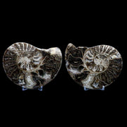4.9" Choffaticeras Ammonite Fossil Cut Pair Shell Cretaceous Age Morocco Stands