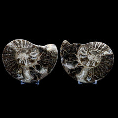 Choffaticeras Ammonites Collection
