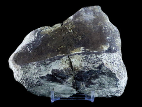 4.5" Diplodocus Bone Fossil Morrison FM Wyoming Jurassic Age Dinosaur COA - Fossil Age Minerals