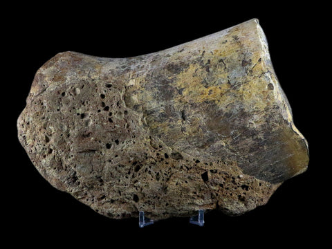 XL 6.8" Chasmosaurus Fossil Femur Judith River FM Cretaceous Dinosaur MT COA - Fossil Age Minerals