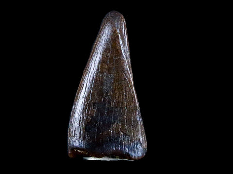 0.8" Albertosaurus Fossil Juvenile Premax Tooth Tyrannosaur Cretaceous Dinosaur COA - Fossil Age Minerals