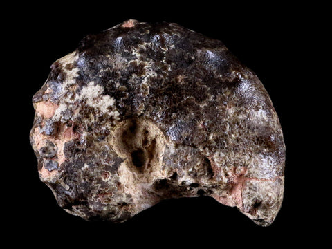3.5" Mammites Nodosoides Ammonite Fossil Shell Upper Cretaceous Age Morocco - Fossil Age Minerals