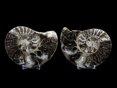4.9" Choffaticeras Ammonite Fossil Cut Pair Shell Cretaceous Age Morocco Stands - Fossil Age Minerals