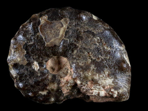 2.8" Mammites Nodosoides Ammonite Fossil Shell Upper Cretaceous Age Morocco - Fossil Age Minerals