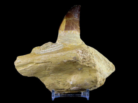 XL 4.6" Mosasaur Prognathodon Fossil Tooth Jaw Cretaceous Dinosaur Era COA Stand - Fossil Age Minerals