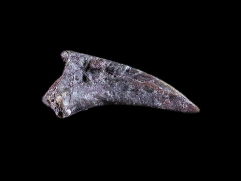 0.3" Dimetrodon Claw Fossil Permian Age Reptile Waurika Oklahoma COA, Display - Fossil Age Minerals
