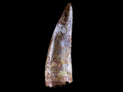 XL 2" Phytosaur Fossil Tooth Triassic Age Archosaur Redonda FM NM COA & Display - Fossil Age Minerals