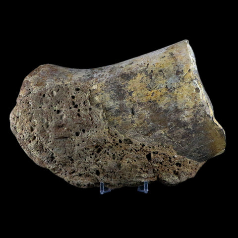 XL 6.8" Chasmosaurus Fossil Femur Judith River FM Cretaceous Dinosaur MT COA - Fossil Age Minerals