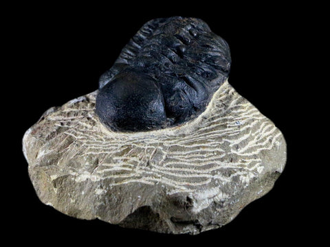 2" Reedops Cephalotes Trilobite Fossil Morocco Devonian Age 400 Mil Yrs Old COA - Fossil Age Minerals