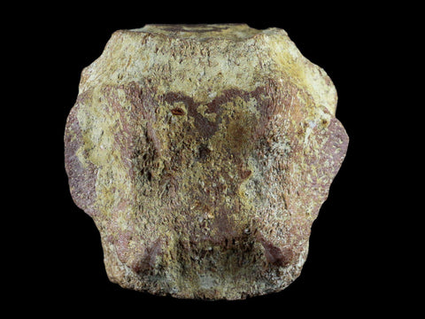 3.7" Fossil Whale Vertebrae York Town Formation Aurora, NC Miocene Age - Fossil Age Minerals