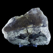 4.5" Diplodocus Bone Fossil Morrison FM Wyoming Jurassic Age Dinosaur COA