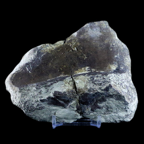4.5" Diplodocus Bone Fossil Morrison FM Wyoming Jurassic Age Dinosaur COA - Fossil Age Minerals