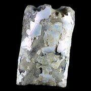 4.3" Baculite Fossil Opalized Cephalopod Late Cretaceous Bear Paw Shale Montana