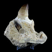 4.5" Mosasaur Prognathodon Fossil Jaw Teeth Cretaceous Dinosaur Era Tooth COA
