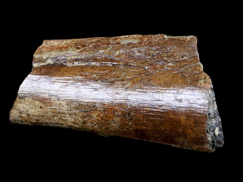 6" Corythosaurus Fossil Ischium Bone Judith River FM MT Cretaceous Dinosaur COA - Fossil Age Minerals