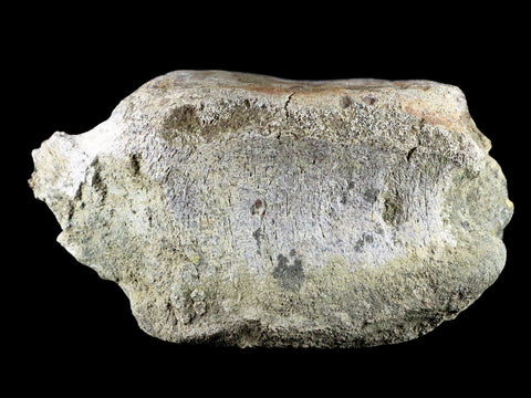 5.5" Edmontosaurus Fossil Vertebrae Bone Lance Creek Cretaceous Dinosaur WY COA - Fossil Age Minerals