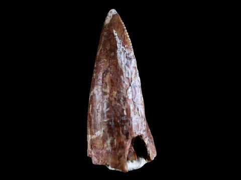 0.8" Phytosaur Fossil Tooth Triassic Age Archosaur Redonda FM NM COA & Display - Fossil Age Minerals