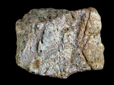 1.9" Centrosaurus Frill Fossil Bone Judith River FM Cretaceous Dinosaur MT COA