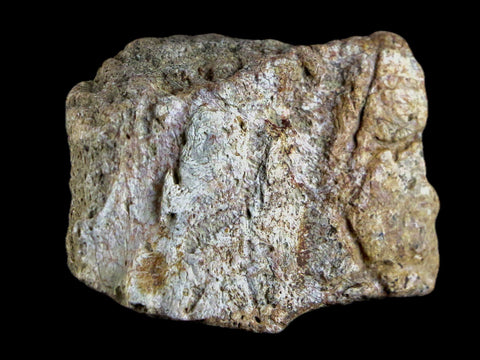 1.9" Centrosaurus Frill Fossil Bone Judith River FM Cretaceous Dinosaur MT COA - Fossil Age Minerals